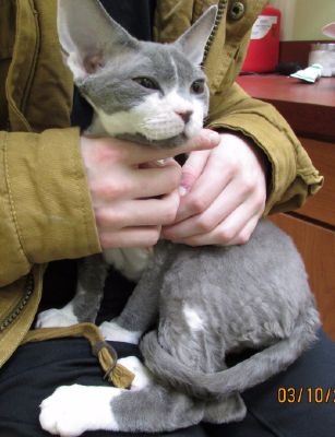 Grey and White Cat